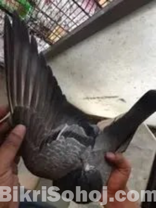 Tippler Highflier pigeon